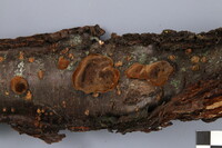 Phellinus deuteroprunicola image